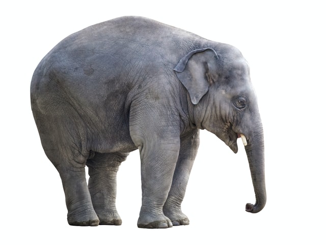 The Marketing Provocateur Mentions The Elephant in the Room