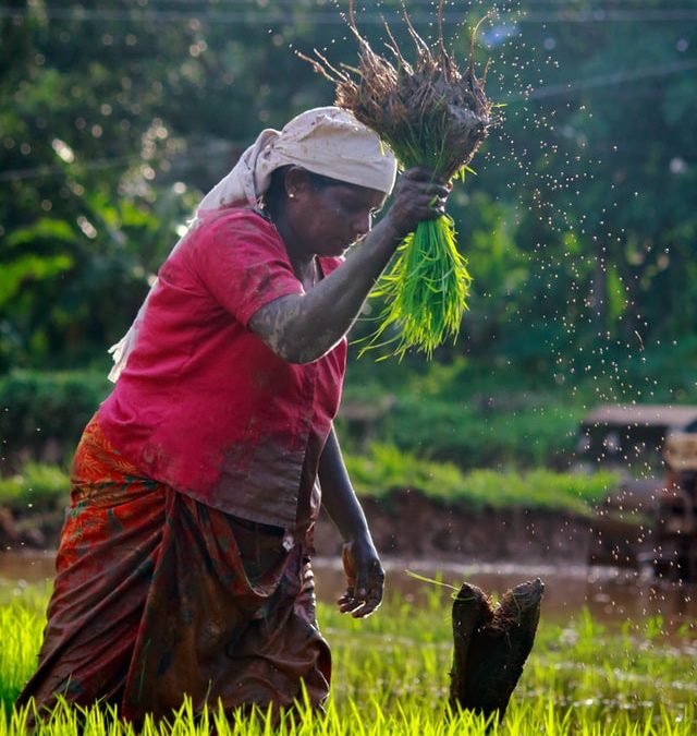 Marketing and Farming Are Similar Activities